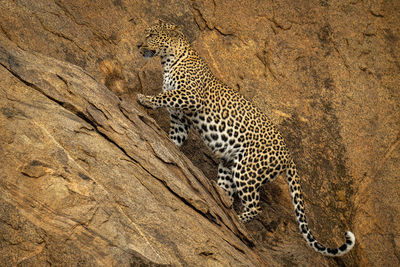 Leopard climbs up steep rockface lifting paw