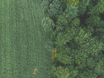 High angle view of trees growing on field in forest