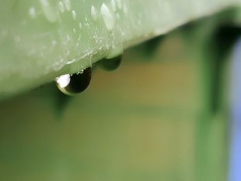 Close-up of plant against blurred background