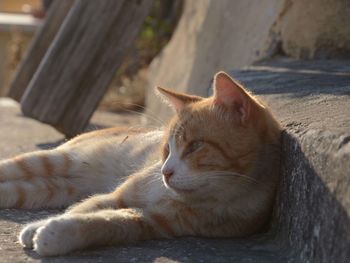 Close-up portrait of cat relaxing outdoors