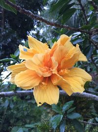 Close-up of yellow flower