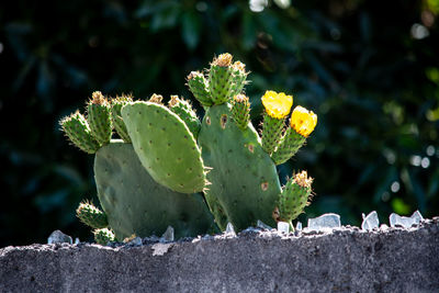 Flowering cactus on the top of a security wall with broken glass