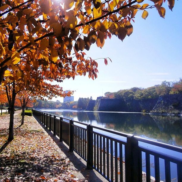 tree, railing, water, autumn, branch, tranquility, change, season, river, beauty in nature, nature, tranquil scene, scenics, lake, built structure, clear sky, sky, bridge - man made structure, canal, fence