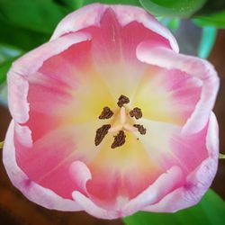 Close-up of pink flower blooming outdoors