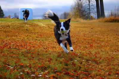 Dogs running on field