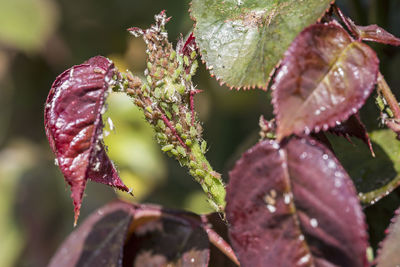 Close-up of pink flowering plant leaves