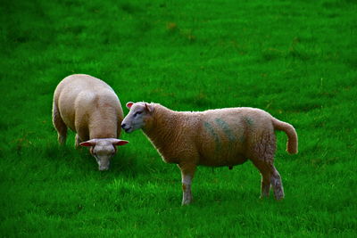 Sheep grazing on field