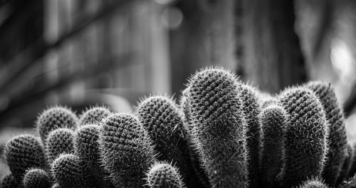 Close-up of cacti growing outdoors