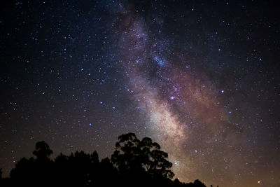 Low angle view of silhouette trees against star field