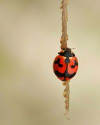 Close-up of ladybug hanging
