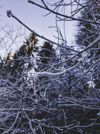 Close-up of frozen bare tree