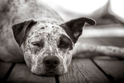 Close-up portrait of dog lying down