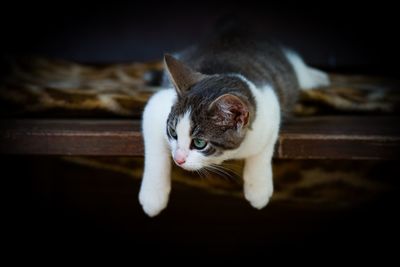 Close-up portrait of a cat