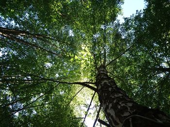 Low angle view of tree against sky