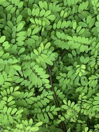 Full frame shot of leaf