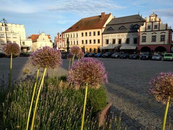 Flowers growing in city against sky