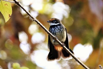 Close-up of bird perching on branch