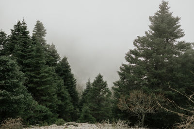 Pine trees in forest against sky