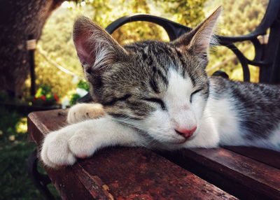 Close-up of cat sleeping on wood