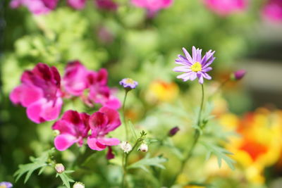 Close-up of pink flowers