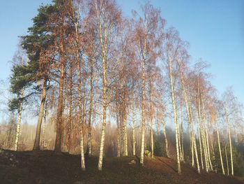 Sun shining through trees