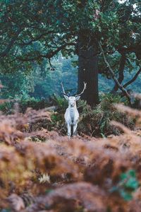 White deer against tree in forest