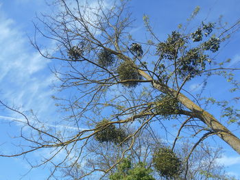 tree