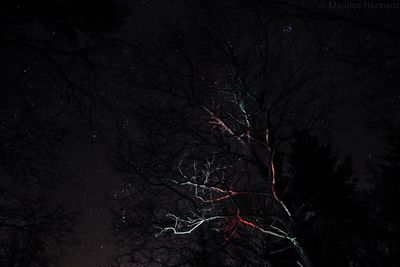 Bare tree against sky at night