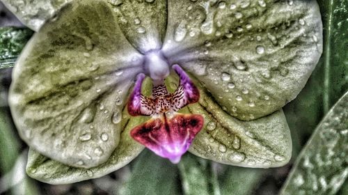 Close-up of raindrops on purple flower