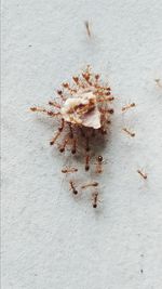 High angle view of dried plant on white wall