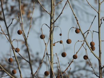 Close-up of berries growing on tree