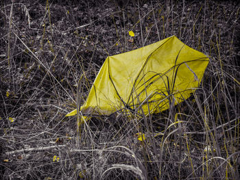 Close-up of yellow leaf on field