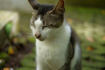 Close-up of a cat looking away