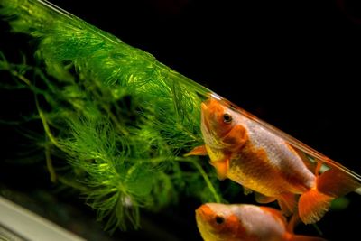 Close-up of fish in aquarium