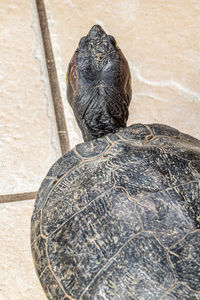 High angle view of a turtle