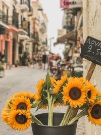 Close-up of sunflower in park