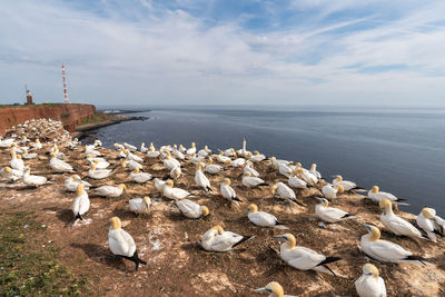 View of seagulls on sea shore against sky