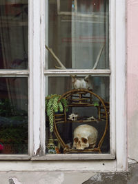 Close-up of bird on window