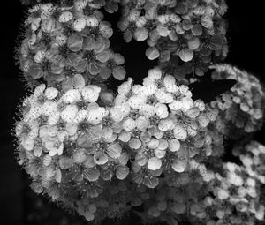 Close-up of white flowers