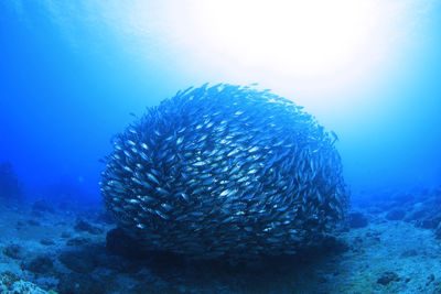 Close-up of fish swimming in sea