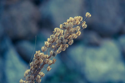 Close-up of flower against blurred background