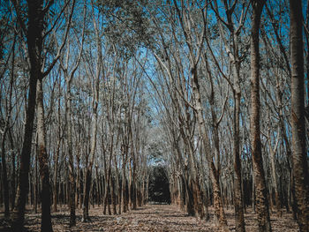 Footpath amidst trees in forest