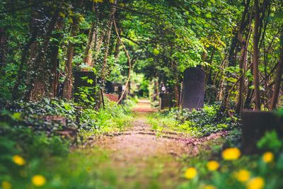 Footpath amidst trees in forest