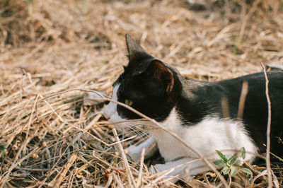 Close-up of a black cat on field