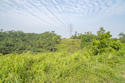 Trees on field against sky