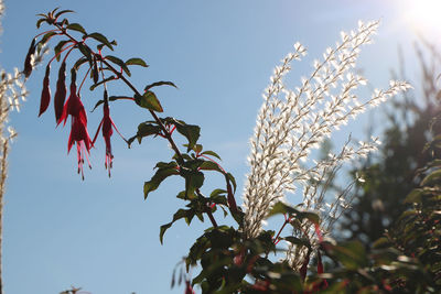 Low angle view of plant against sky