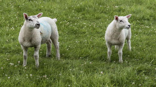 Sheep standing in a field
