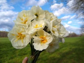 Close-up of white flowering plant on field