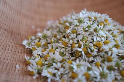 Close-up of chamomile flowers in wicker container