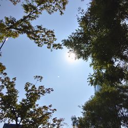 Low angle view of trees against sky